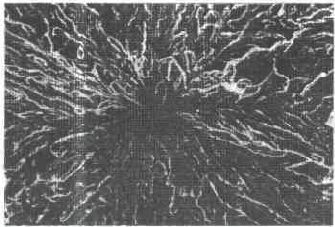 1523239978565283.jpg 14.jpg